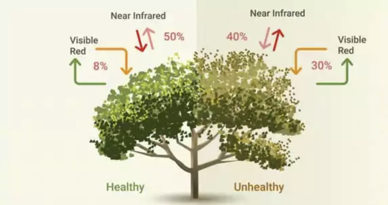 Abbildung 5: Beispielwerte für Rot- und NIR-Strahlung vitaler/nicht-vitaler Pflanze. Quelle: https://eos.com/blog/ndvi-faq-all-you-need-to-know-about-ndvi/